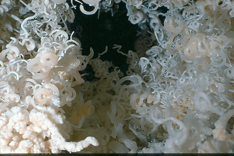 helictites in ceiling at end of Cango 3 near Faa Chamber Eas